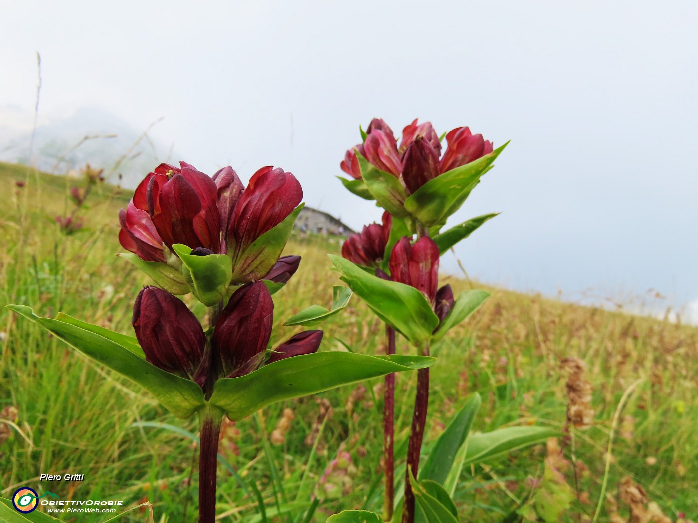 04 Gentiana purpurea (Genziana porporina).JPG